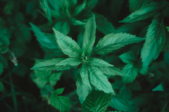 4/20 Friendly Newsletter